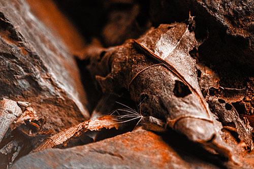 Dry Frowning Leaf Face Resting Between Rocks (Orange Tone)