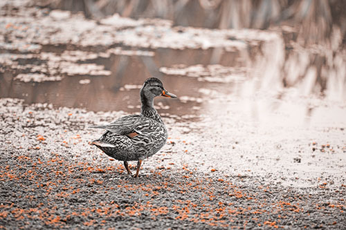 Duck Walking Through Algae For A Lake Swim (Orange Tone Photo)