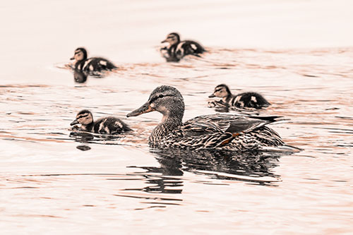 Ducklings Swim Along Mother Mallard Duck (Orange Tone Photo)