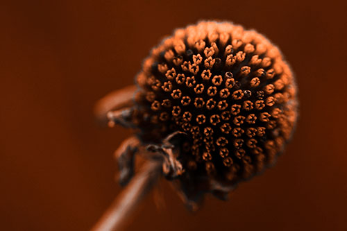 Dying Globosa Billy Button Craspedia Flower (Orange Tone Photo)