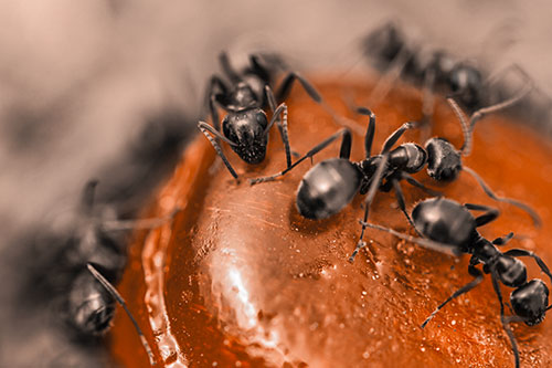 Excited Carpenter Ants Feasting Among Sugary Food Source (Orange Tone Photo)