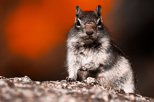 Eye Contact With Wild Ground Squirrel (Orange Tone Photo)