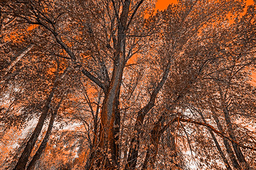 Fall Changing Autumn Tree Canopy Color (Orange Tone Photo)