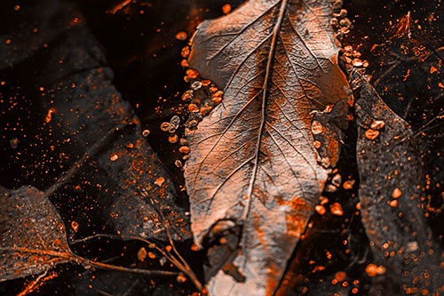 Fallen Autumn Leaf Face Rests Atop Ice (Orange Tone Photo)