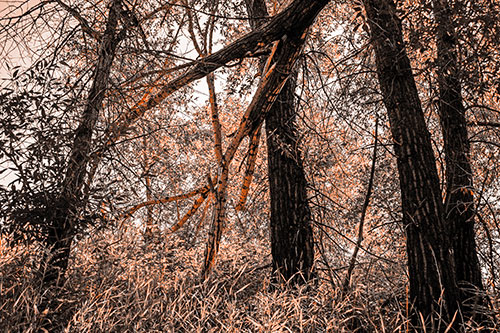 Fallen Forest Tree Trunks Among Sunlight (Orange Tone Photo)