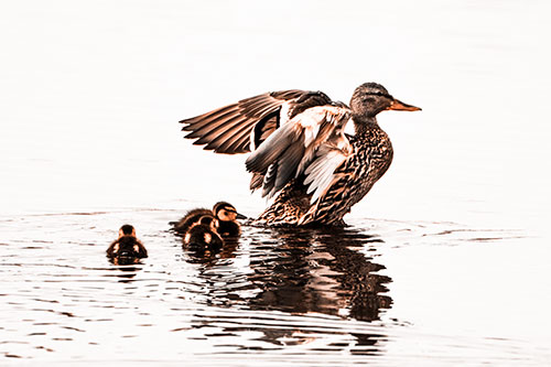 Family Of Ducks Enjoying Lake Swim (Orange Tone Photo)