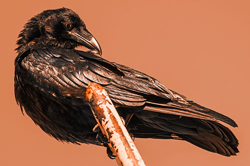 Feather Cleaning Raven Perched Atop Rusted Rail (Orange Tone)
