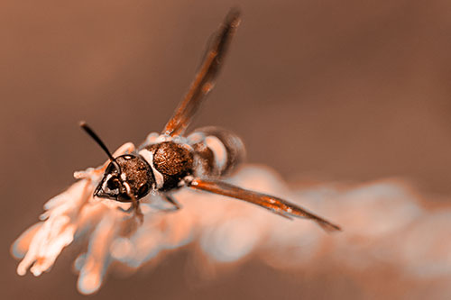 Feisty Wasp Gazes Upwards Among Plant Top (Orange Tone)