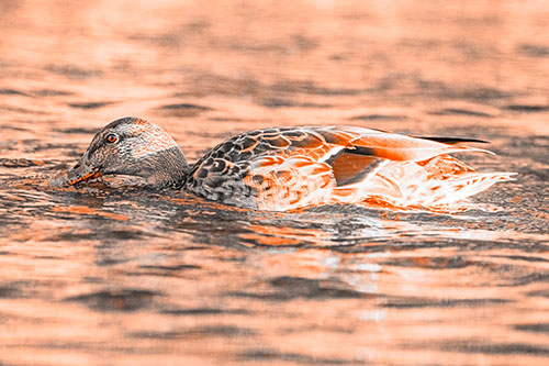 Female Mallard Duck Feasting Among River Water (Orange Tone)