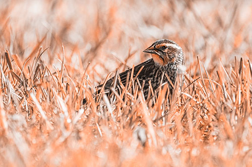 Female Red Winged Blackbird Taking Gander Among Grass (Orange Tone)