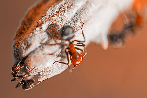 Fire Ants Crawling Among Milkweed Pod (Orange Tone)