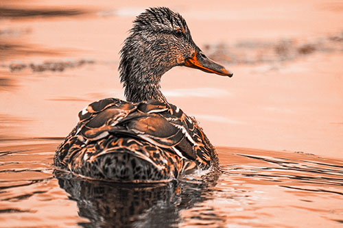 Floating Female Mallard Duck Glancing Sideways (Orange Tone Photo)