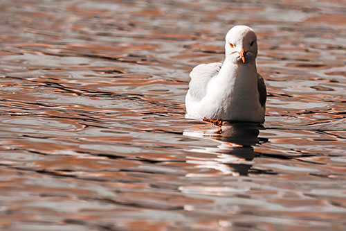 Floating Seagull Making Direct Eye Contact (Orange Tone)