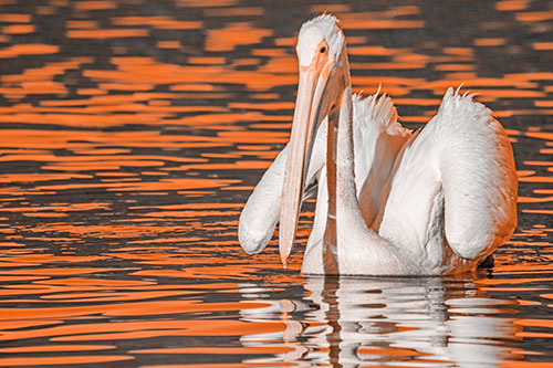 Floating Wing Spread Pelican Hunting For Fishy Breakfast (Orange Tone)