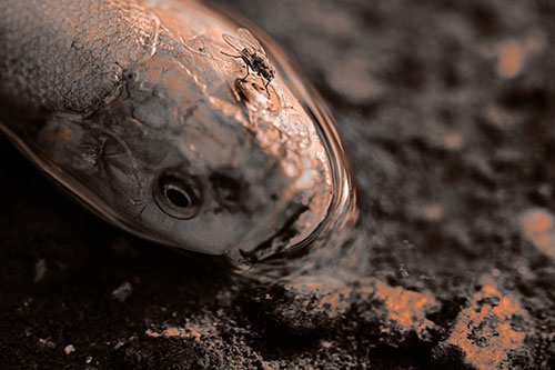 Fly Grooming Atop Dead Freshwater Whitefish Eyeball (Orange Tone Photo)