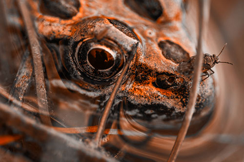 Fly Standing Atop Leopard Frogs Nose (Orange Tone)