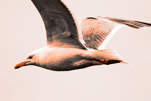 Flying Seagull Close Up During Flight (Orange Tone Photo)