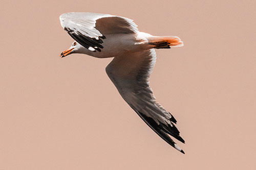 Flying Seagull Searching For Fishy Breakfast (Orange Tone)