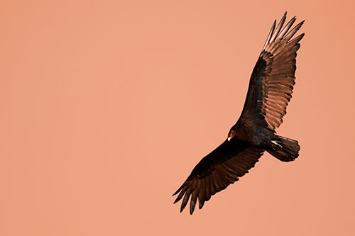 Flying Turkey Vulture Hunts For Food (Orange Tone Photo)