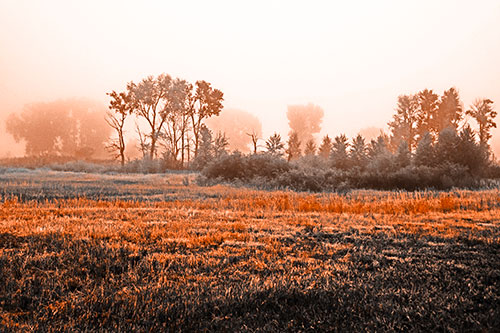 Fog Lingers Beyond Tree Clusters (Orange Tone Photo)