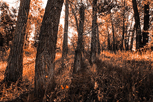 Forest Tree Trunks Blocking Sunlight (Orange Tone Photo)