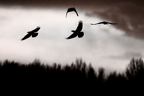 Four Crows Flying Above Trees (Orange Tone Photo)