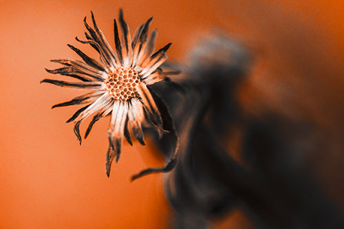 Freezing Aster Flower Shaking Among Wind (Orange Tone Photo)