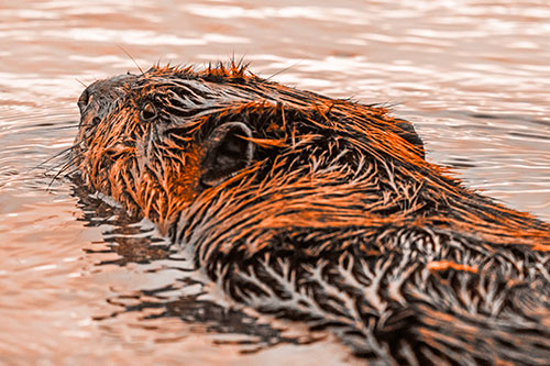 Frightened Beaver Swims Upstream River (Orange Tone Photo)