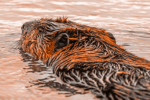 Frightened Beaver Swims Upstream River (Orange Tone)