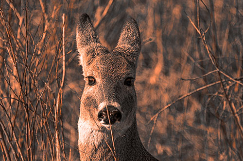 Frightened White Tailed Deer Staring (Orange Tone)