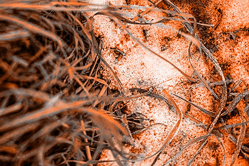 Frowning Grass Face Buried Among Snow (Orange Tone)