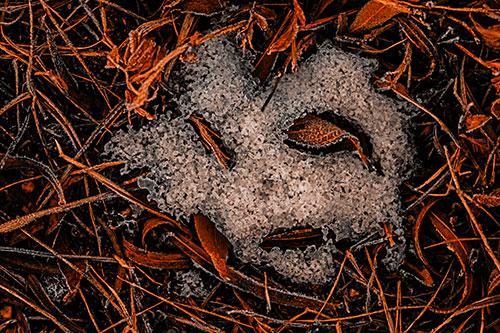 Frozen Leaf Eyed Snow Face Among Frosty Grass (Orange Tone)