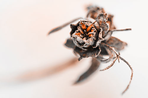 Fuzzy Blossoming Willow Cone Gall Midge (Orange Tone)