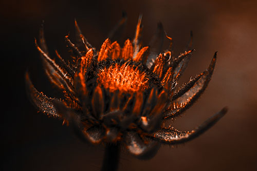 Fuzzy Unfurling Sunflower Bud Blooming (Orange Tone Photo)