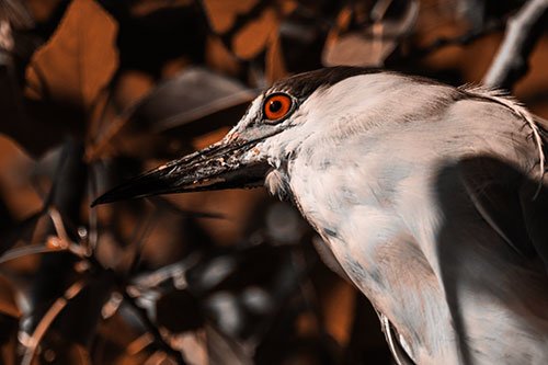 Gazing Black Crowned Night Heron Among Tree Branches (Orange Tone Photo)