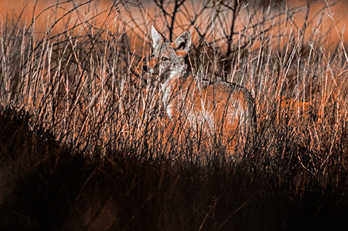 Gazing Coyote Watches Among Feather Reed Grass (Orange Tone Photo)
