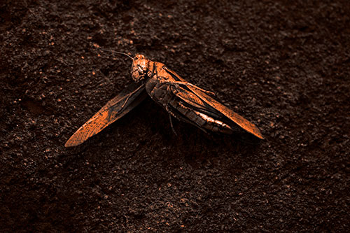Giant Dead Grasshopper Laid To Rest (Orange Tone Photo)