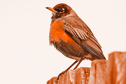 Glaring American Robin Standing Guard Atop Wooden Fence (Orange Tone Photo)