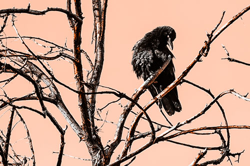 Glaze Eyed Crow Tilting Head Among Dead Tree Branches (Orange Tone)