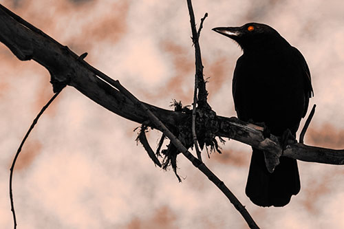 Glazed Eyed Crow Gazing Sideways Along Sloping Tree Branch (Orange Tone)