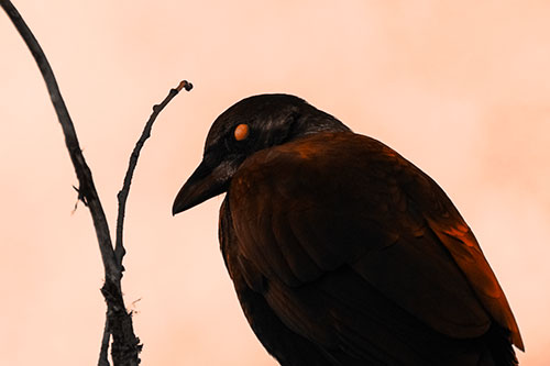 Glazed Eyed Crow Hunched Over Atop Tree Branch (Orange Tone Photo)