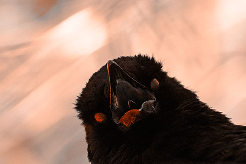Glazed Eyed Tongue Screaming Crow (Orange Tone Photo)
