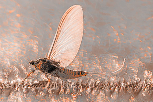 Glistening Mayfly Enjoying Bright Sunlight (Orange Tone)