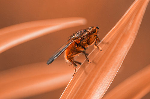Golden Dung Fly Perched Along Sloping Fescue Grass Blade (Orange Tone)