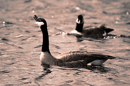 Goose Honking Loudly On Lake Water (Orange Tone Photo)