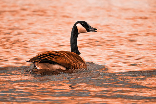 Goose Swimming Down River Water (Orange Tone Photo)