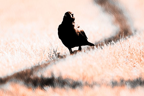 Grackle Bird Walking Down Shadow Line (Orange Tone Photo)