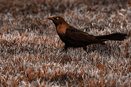 Grackle Walking Among Fresh Cut Grass (Orange Tone)
