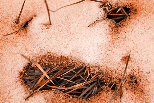 Grass Blade Face Pierces Through Melting Snow (Orange Tone Photo)