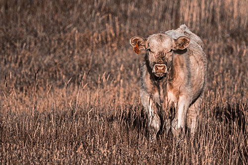 Grass Chewing Cow Spots Intruder (Orange Tone Photo)
